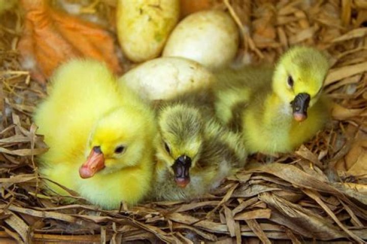 Do geese have yellow beaks?