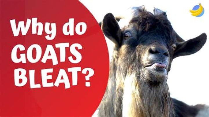 Do goats bleat?