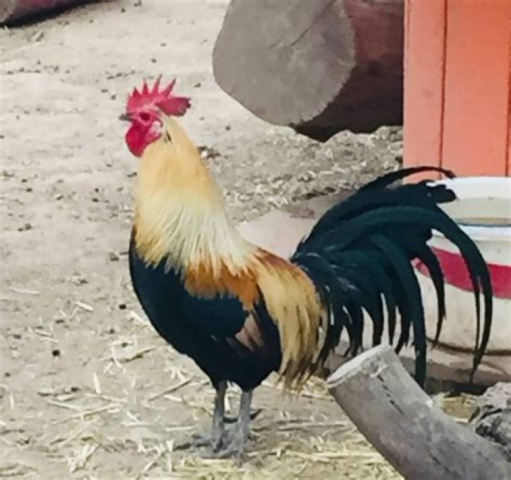 Do hens crow like roosters?