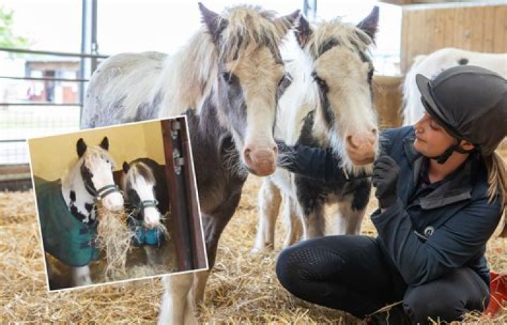 Do horses learn to crib from each other?