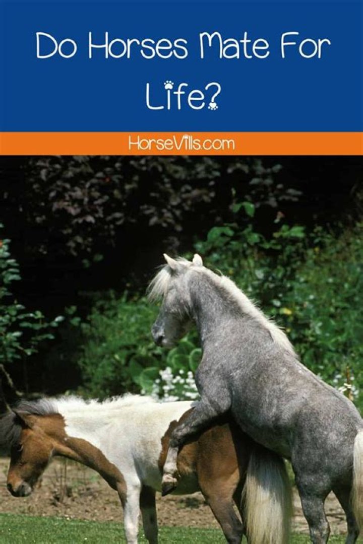 Do horses mate for life?