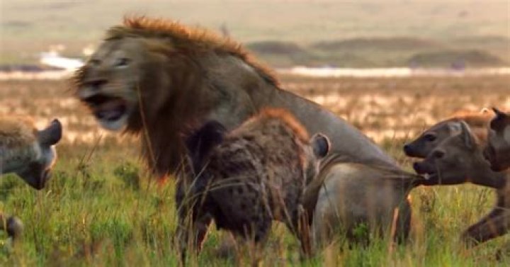 Do hyenas attack lions?