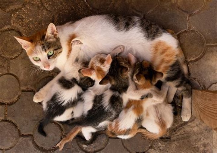 Do kittens like milk?