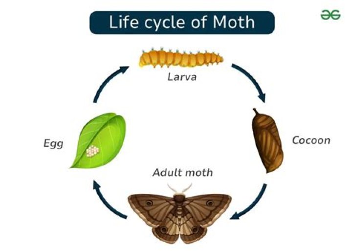 Do moths reproduce sexually or asexually?