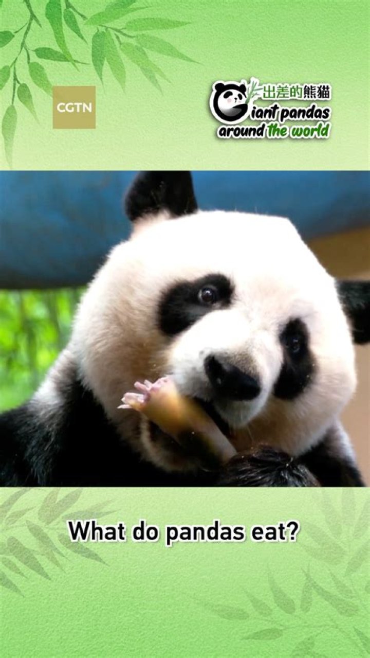 Do pandas eat broccoli?