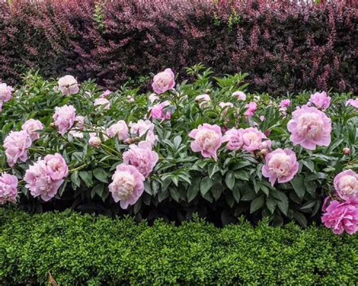 Do Peonies need full sun or shade?