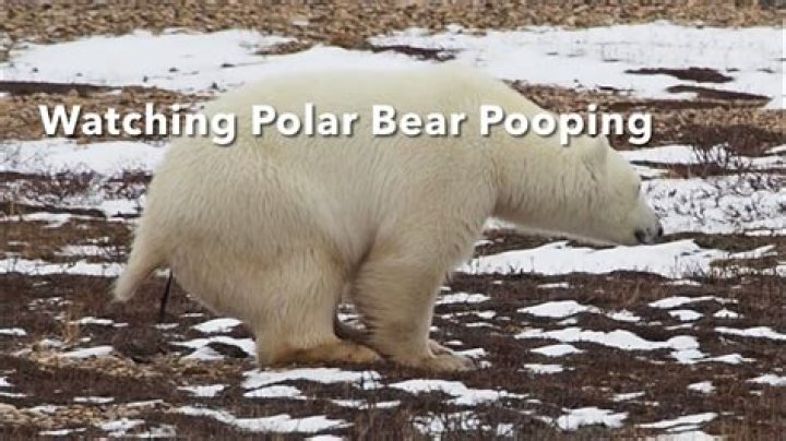 Do polar bears scream when pooping?
