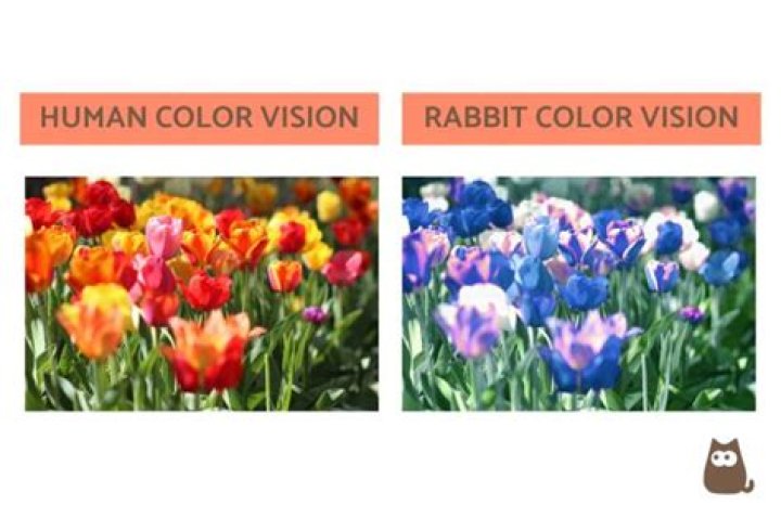 Do rabbits see color?
