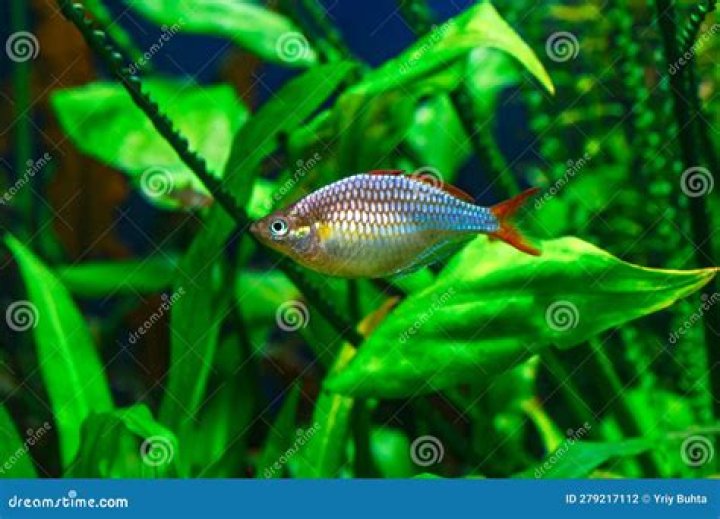 Do Rainbow Fish eat plants?