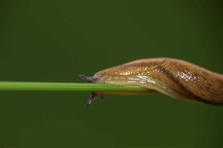 Do slugs serve any useful purpose?