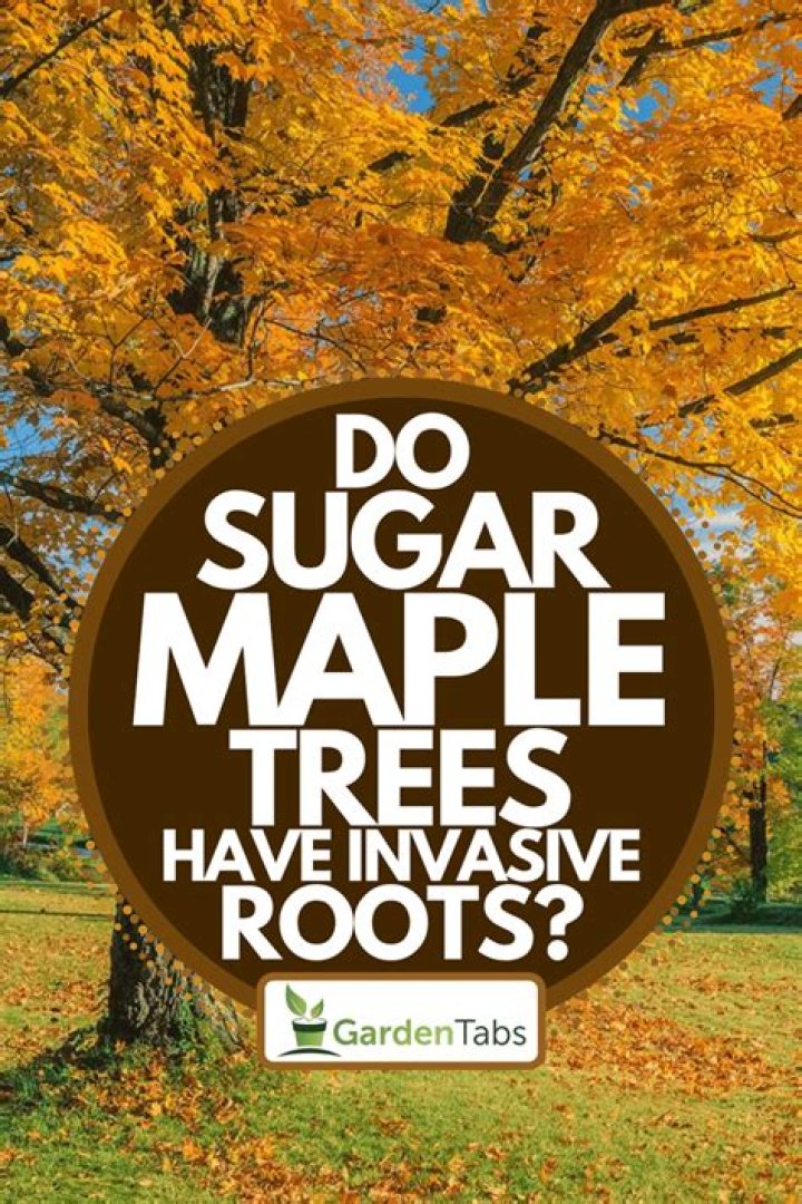 Do sugar maples have deep roots?