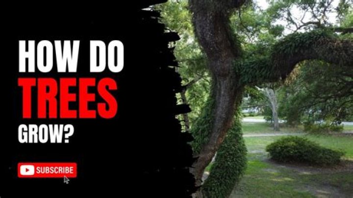 Do trees grow from the bottom of the top?