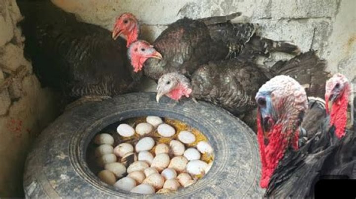 Do turkey hatch their eggs?