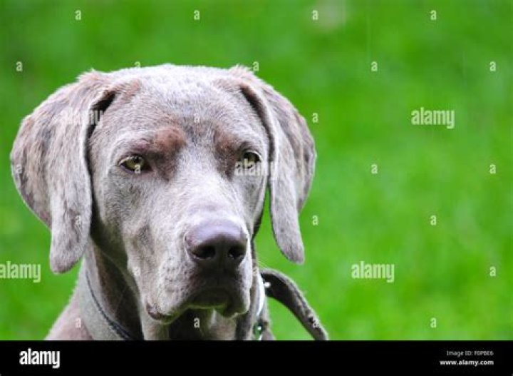 Do Weimaraners eyes stay blue?
