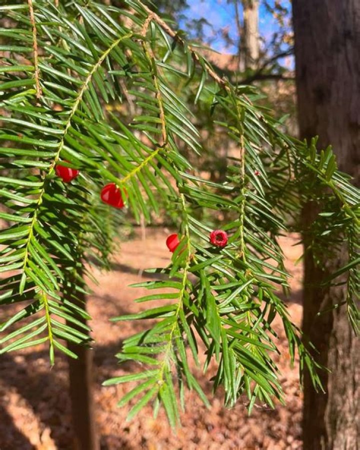 Do yew trees grow in Canada?