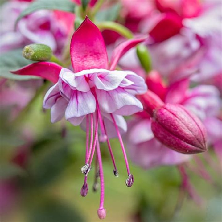Do you cut back hardy fuchsias?