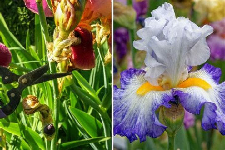 Do you cut back iris after they bloom?