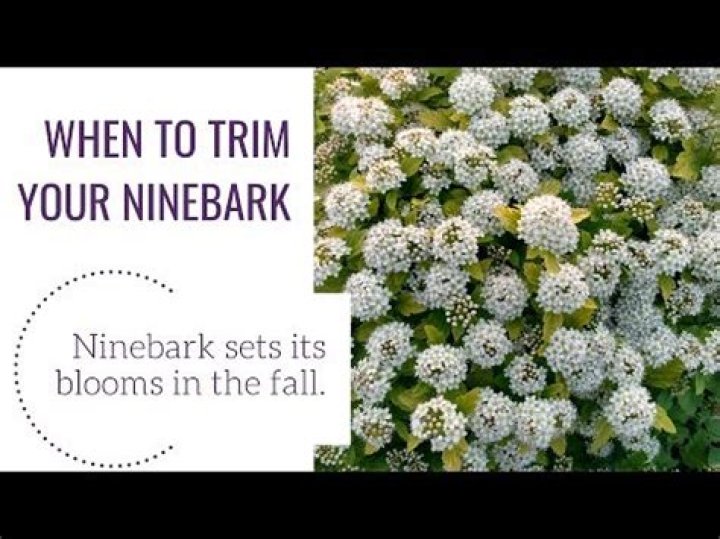 Do you cut back Ninebark?