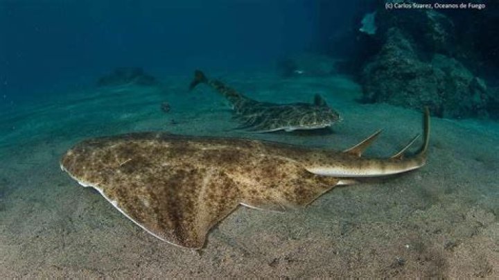 Do you get sharks in Gran Canaria?