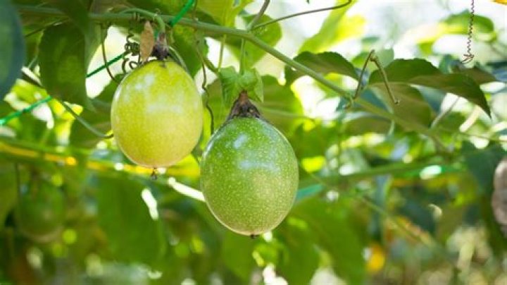 Do you need male and female passion fruit plants?