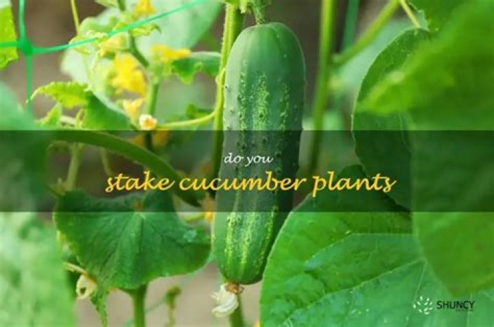 Do you stake up cucumber plants?