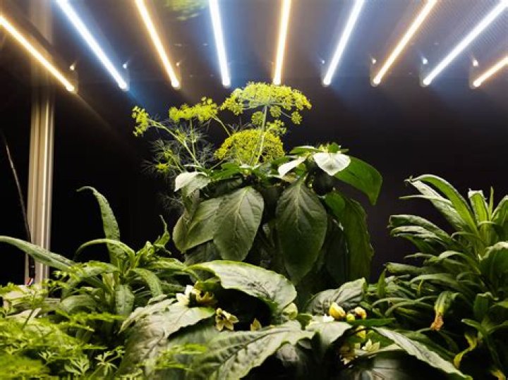 Does algae need light to grow?