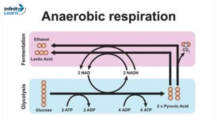 Does anaerobic respiration require oxygen?