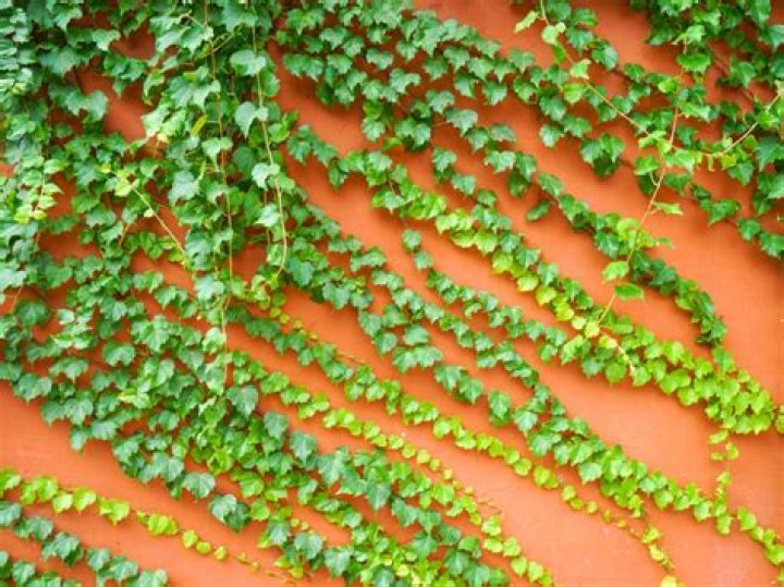 Does Boston ivy lose its leaves?
