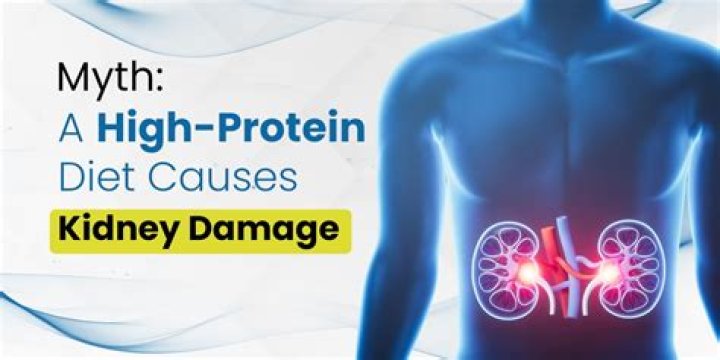 Does high protein diets damage kidneys?