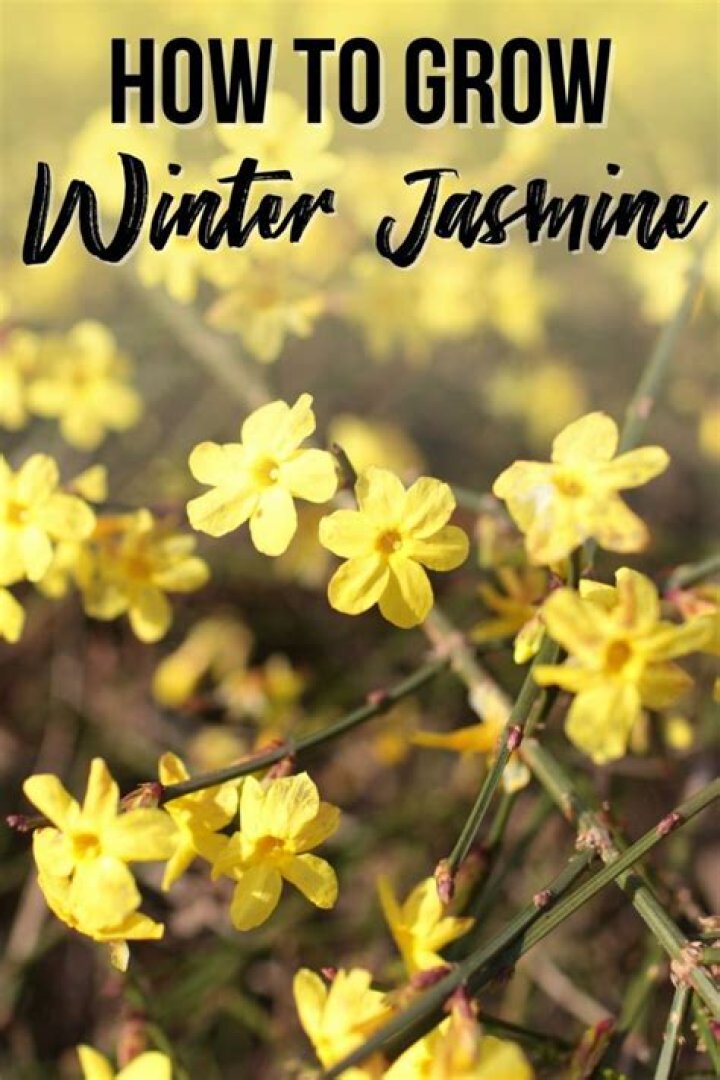 Does Jasmine Keep leaves in winter?