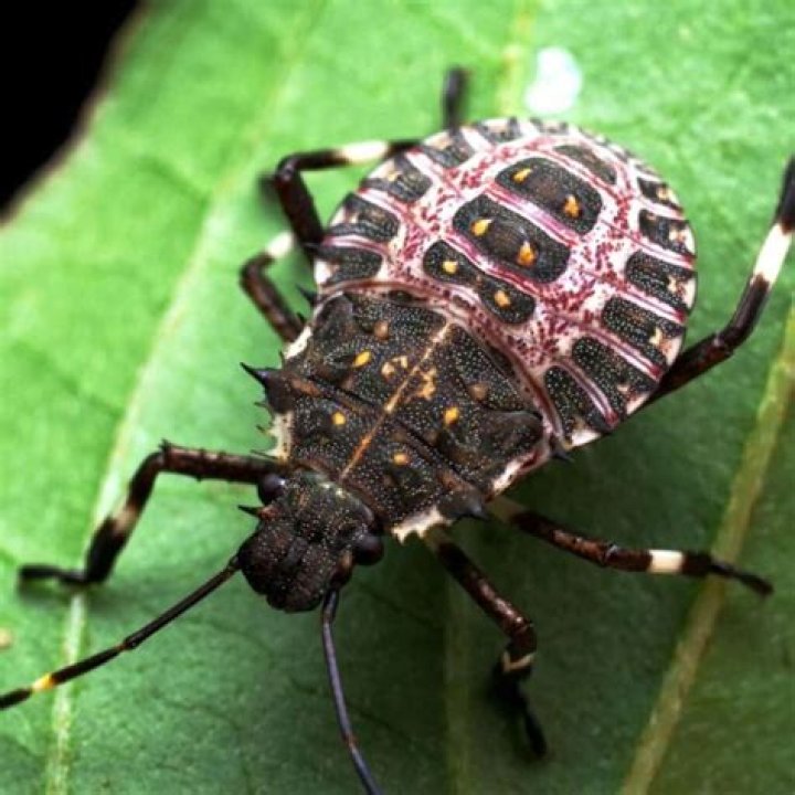 Does neem oil kill stink bugs?