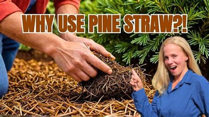 Does pine straw break down?