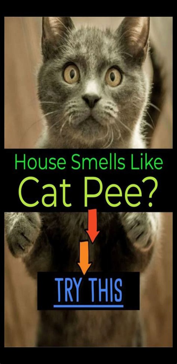 Does pot smell like cat pee?