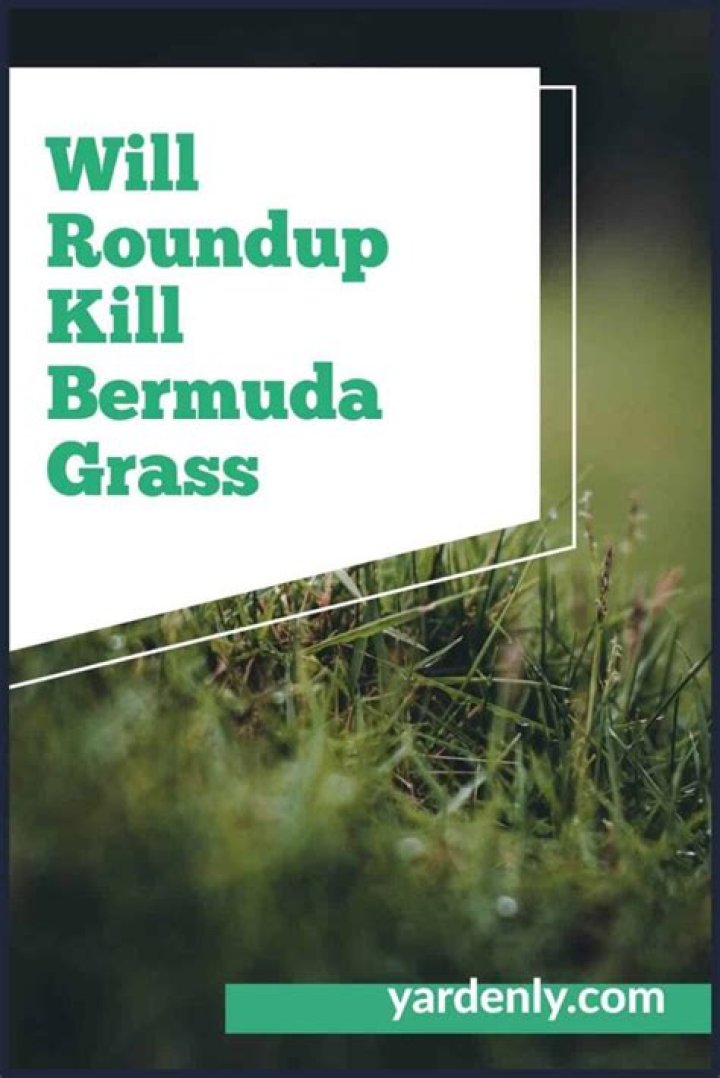 Does Roundup kill Bermuda? | ContextResponse.com