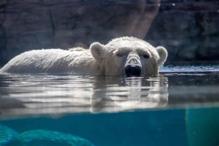 Does San Francisco Zoo have polar bears?