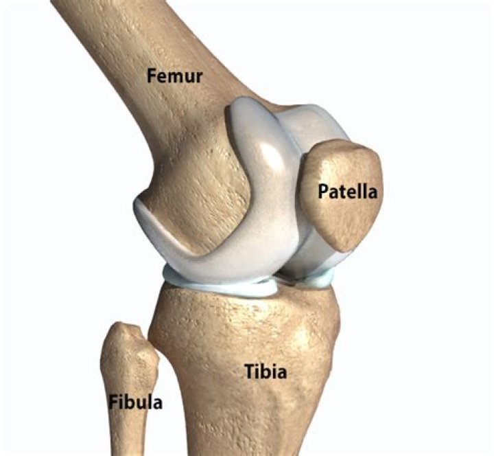 Does the fibula form part of the knee joint?