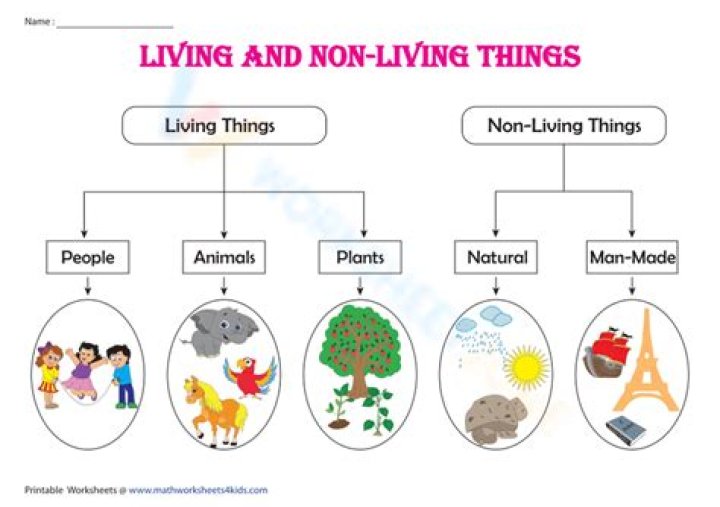 How are living and non living things classified?