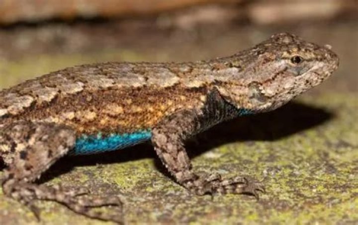 How big do blue belly lizards get?