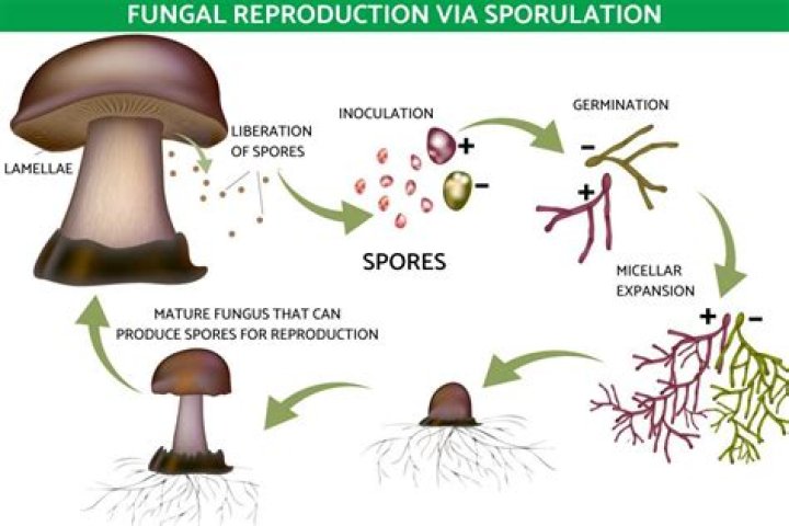 How can fungi be controlled?