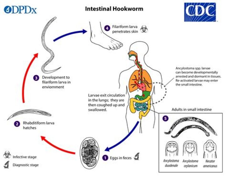How can hookworms be transmitted to humans?