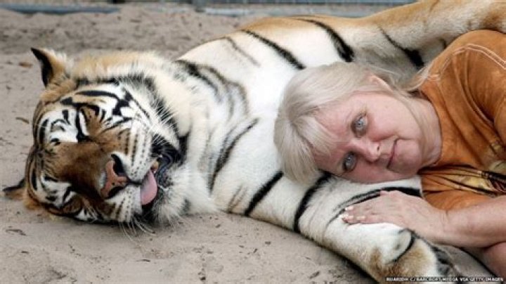 How can I get a tiger as a pet?