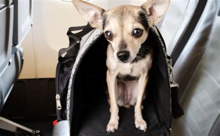 How can I transport my dog overseas?