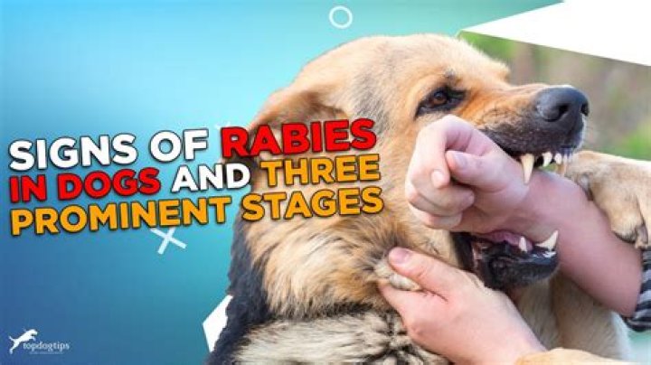 How can puppies get rabies?