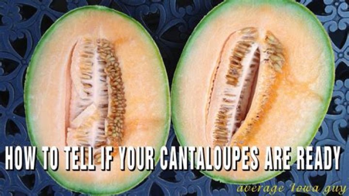 How can you tell when a cantaloupe is ready to cut?