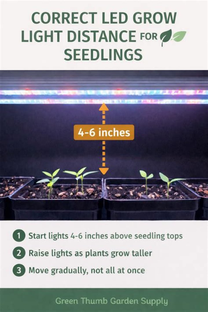 How close should grow lights be to seedlings?