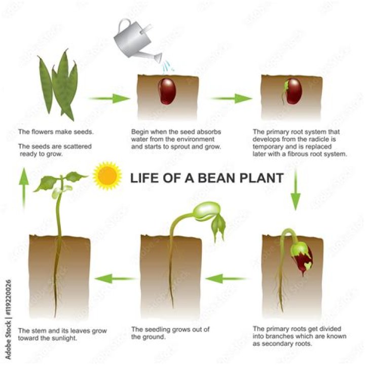 How deep do you plant a bean seed?