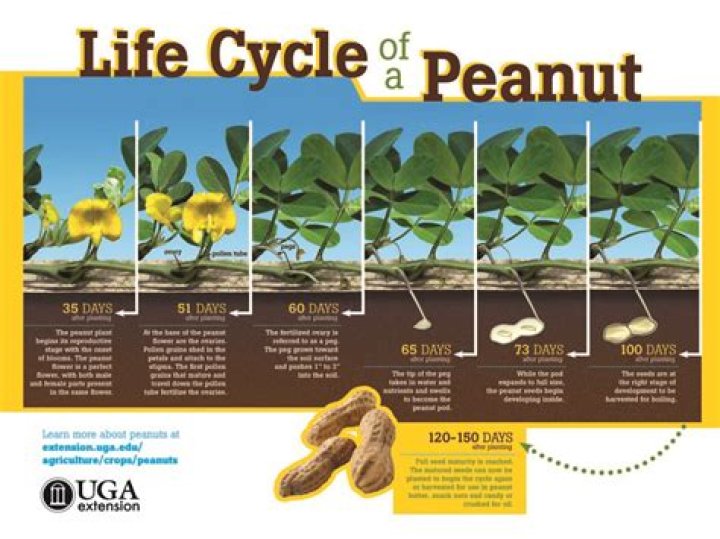 How did Spanish peanuts get their name?