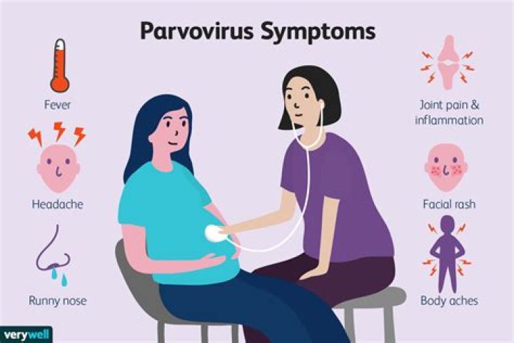 How do adults get parvovirus?