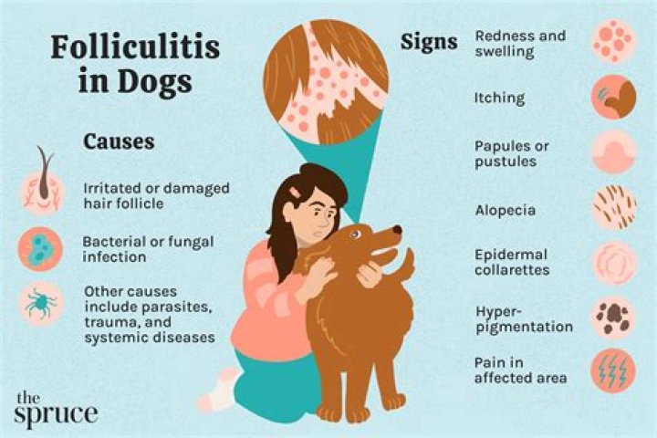 How do dogs get folliculitis?