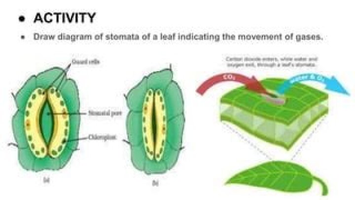 How do gases move in and out of leaves?